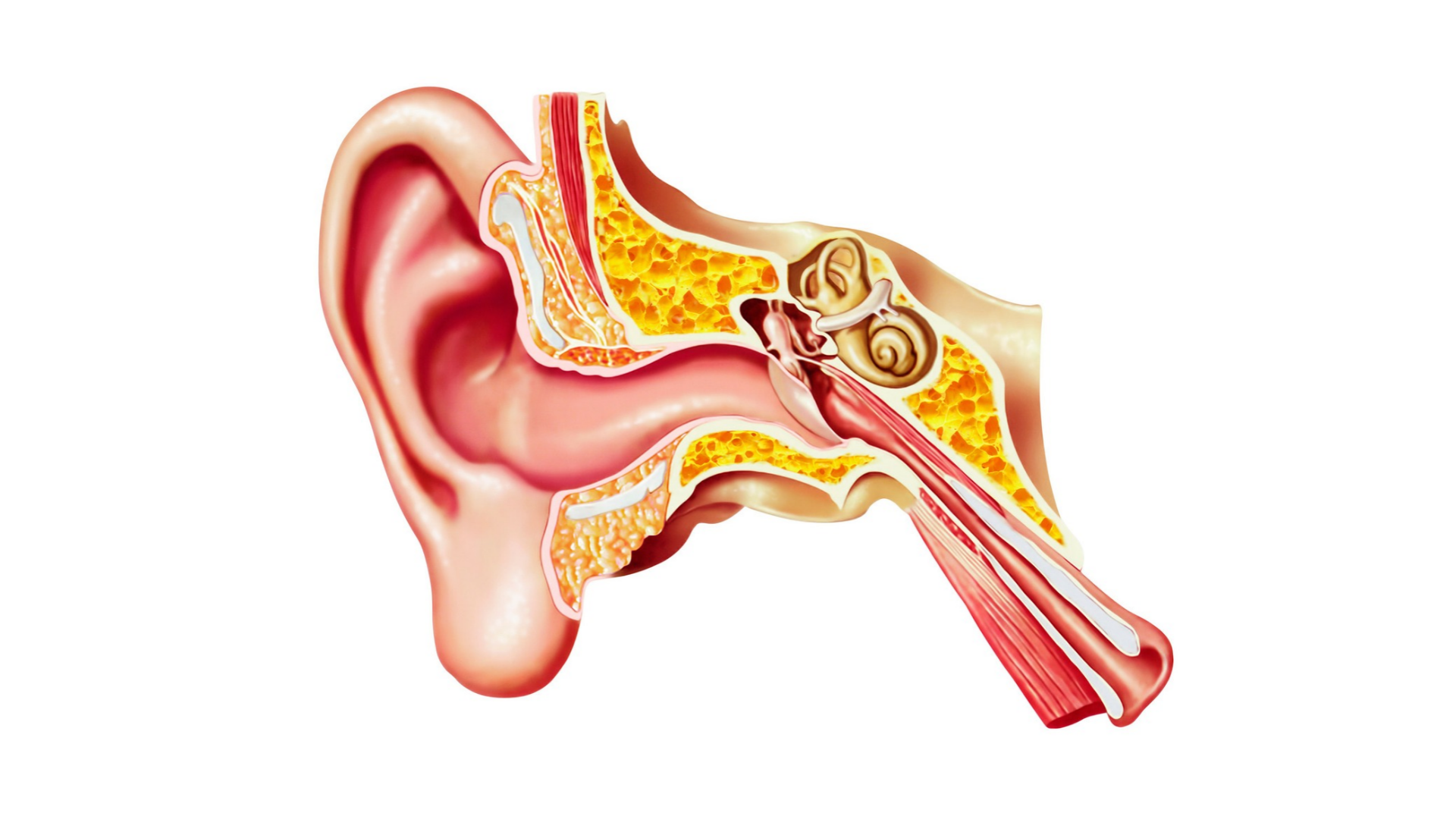 Audiology Awareness Month: labeled cross-section of the human ear showing the outer ear, middle ear, cochlea, and hearing nerve